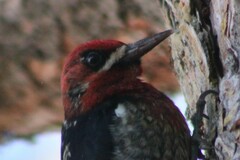 Sphyrapicus ruber daggetti