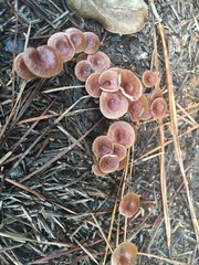 Collybiopsis dichroa