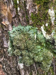 Physconia subpallida