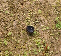 Plectania rhytidia