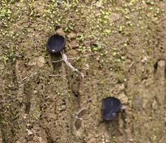 Plectania rhytidia