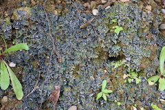 Pseudocyphellaria dissimilis
