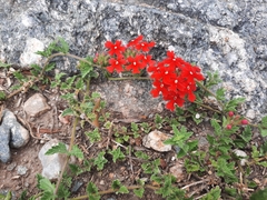 Glandularia peruviana