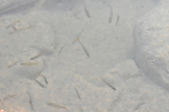 Poeciliidae