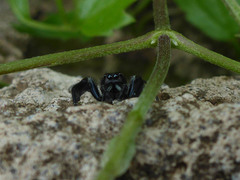 Paraphidippus aurantius