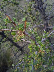 Condalia microphylla
