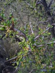 Condalia microphylla