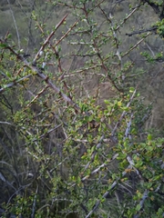 Condalia microphylla