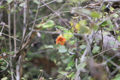 Rhabdothamnus solandri