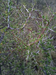 Condalia microphylla