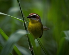 Basileuterus rufifrons