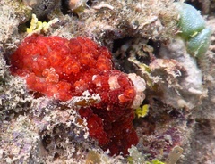 Alicia pretiosa