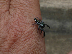 Paraphidippus aurantius