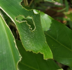 Costus pulverulentus