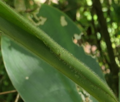 Costus pulverulentus