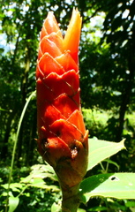 Costus pulverulentus