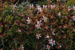 Pelargonium crithmifolium