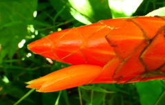 Costus pulverulentus