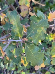 Quercus berberidifolia × lobata