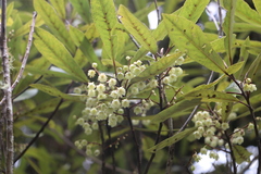 Elaeocarpus dentatus