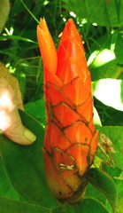 Costus pulverulentus