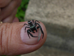 Paraphidippus aurantius