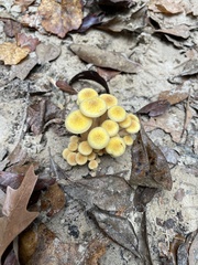 Desarmillaria