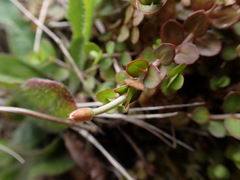 Epilobium insulare