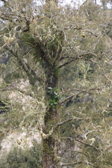Griselinia lucida