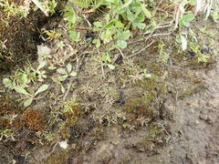 Leptinella maniototo