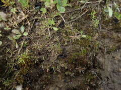 Leptinella maniototo