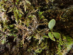 Leptinella maniototo