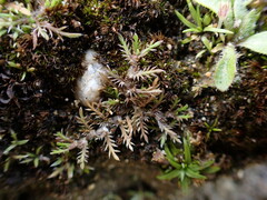 Leptinella maniototo