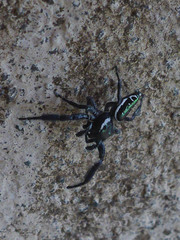 Paraphidippus aurantius