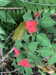 Impatiens walleriana image