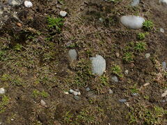 Leptinella maniototo