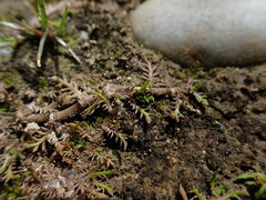 Leptinella maniototo