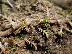 Leptinella maniototo