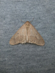 Erannis tiliaria