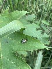 Leptinotarsa undecimlineata