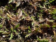 Leptinella maniototo