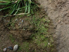 Leptinella maniototo