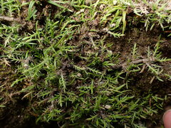 Leptinella maniototo