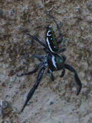 Paraphidippus aurantius