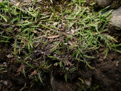 Leptinella maniototo