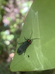 Pyractonema
