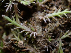 Leptinella maniototo