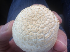 Agaricus porphyrocephalus