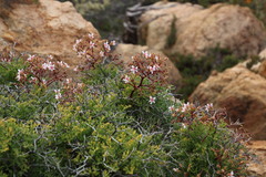 Pelargonium crithmifolium