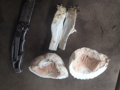 Agaricus porphyrocephalus